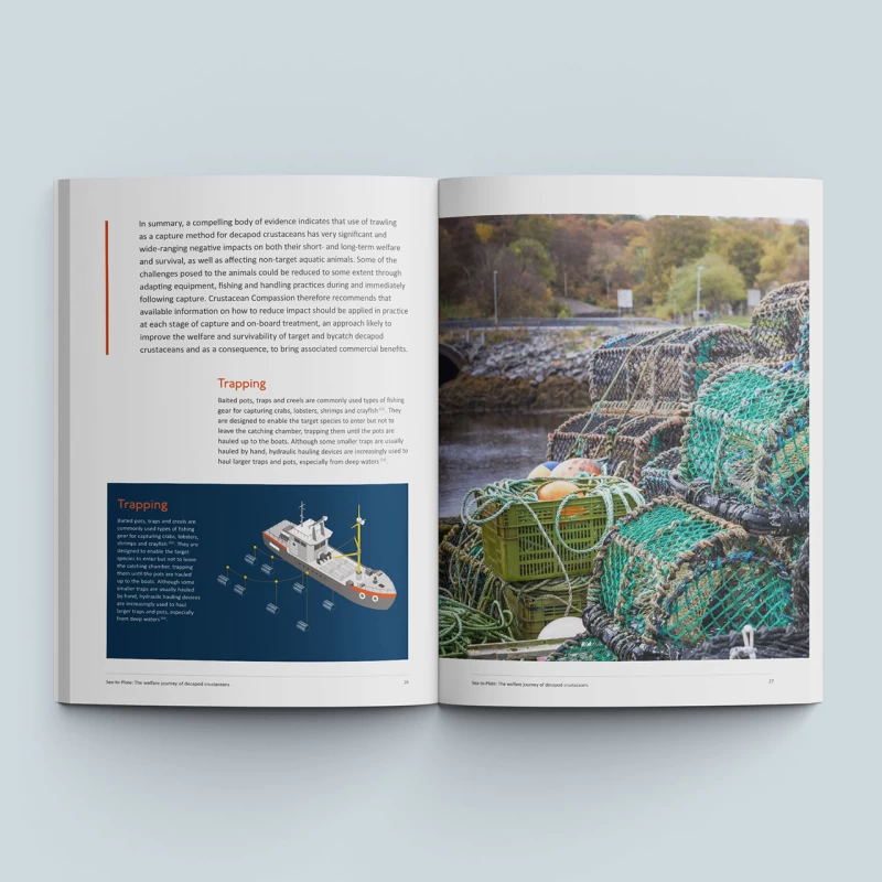 Crustacean Compassion